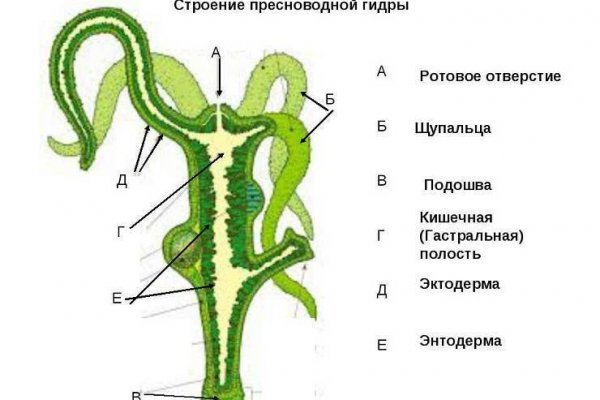 Ссылка на кракен через тор