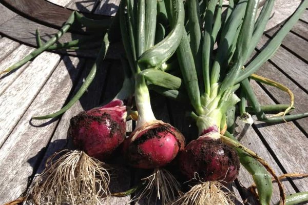 Kraken13 at сайт