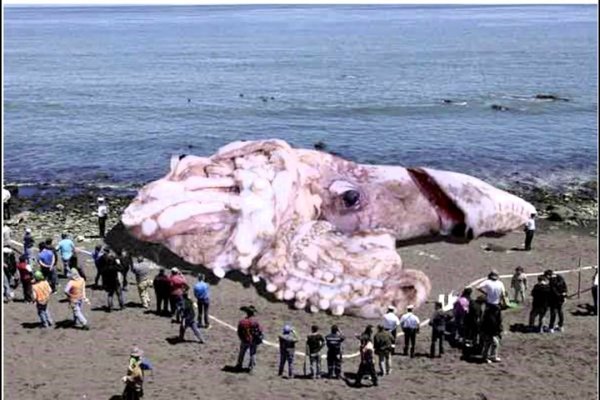 Кракен маркет плей