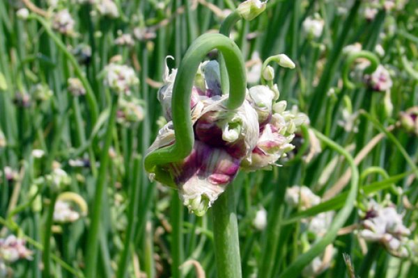 Как войти на кракен