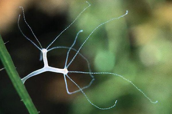 Сайт кракен 24