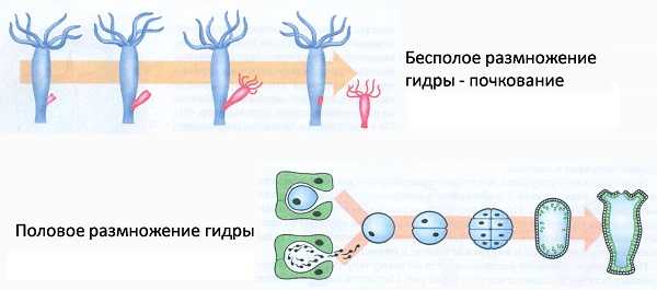 Кракен сыл ссылка