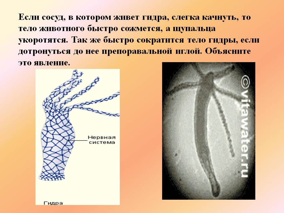 Актуальное зеркало на кракен